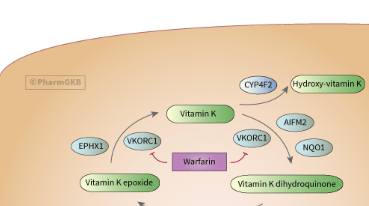 PharmVar Gene Focus on CYP4F2