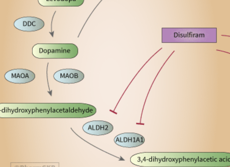 Disulfiram Pathway published in Pharmacogenetics and Genomics